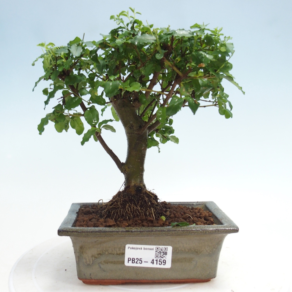 Pokój bonsai - Ligustrum chinensis - Dziób ptaka