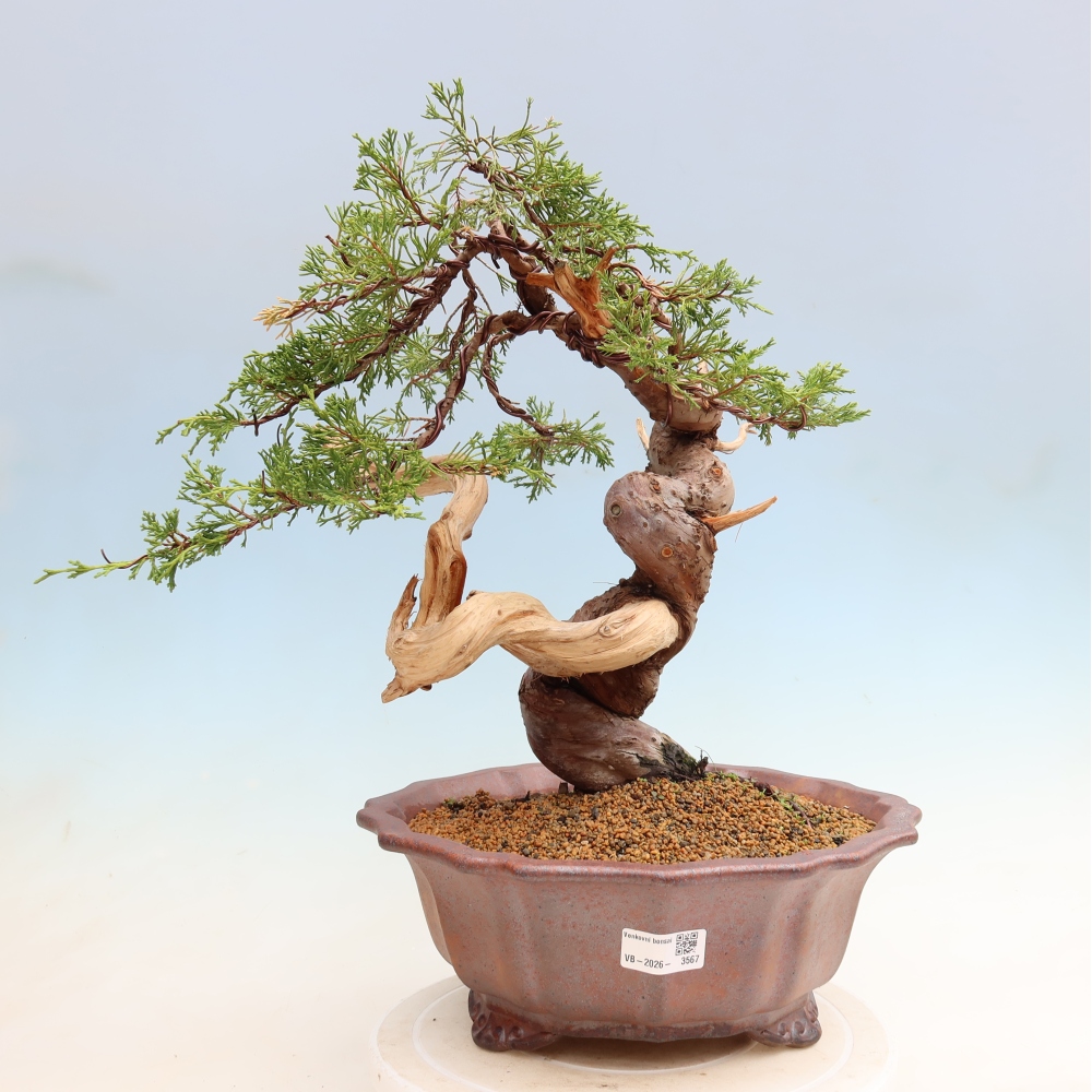Bonsai ogrodowe – Juniperus chinensis Itoigawa – jałowiec chiński