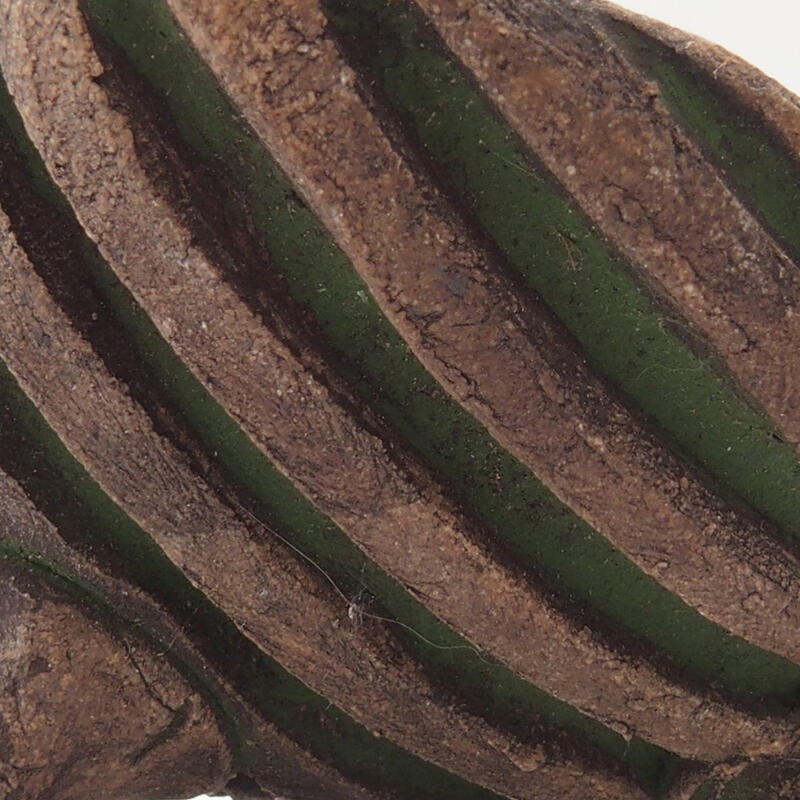 Muszla ceramiczna 7 x 7 x 4 cm, kolor zielony
