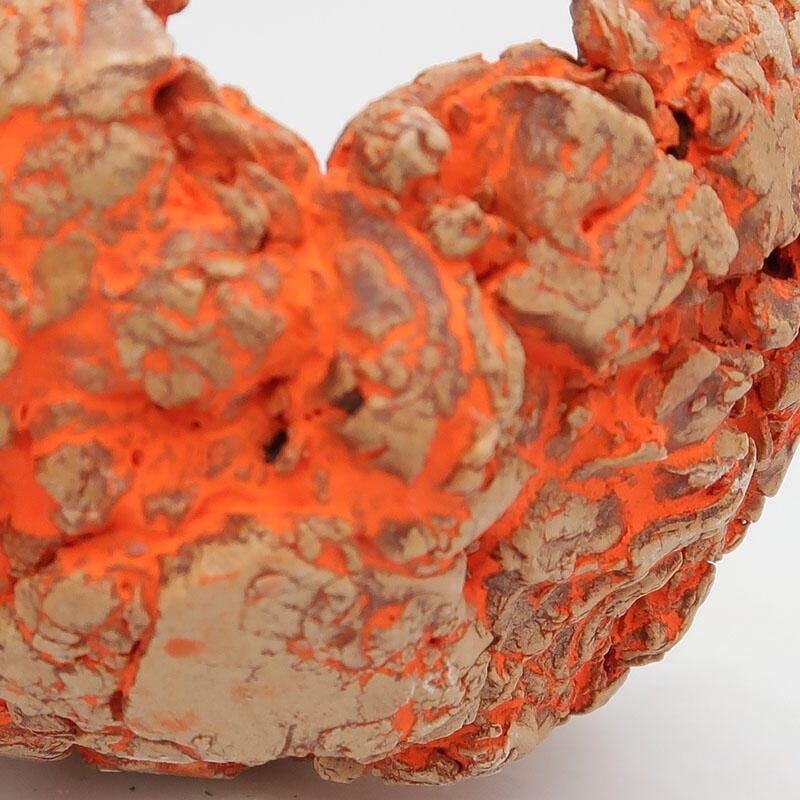 Ceramiczna muszla 9 x 9 x 5,5 cm, kolor czerwony