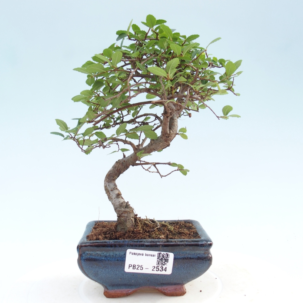Kryty bonsai - Ulmus parvifolia - Wiąz mały liść