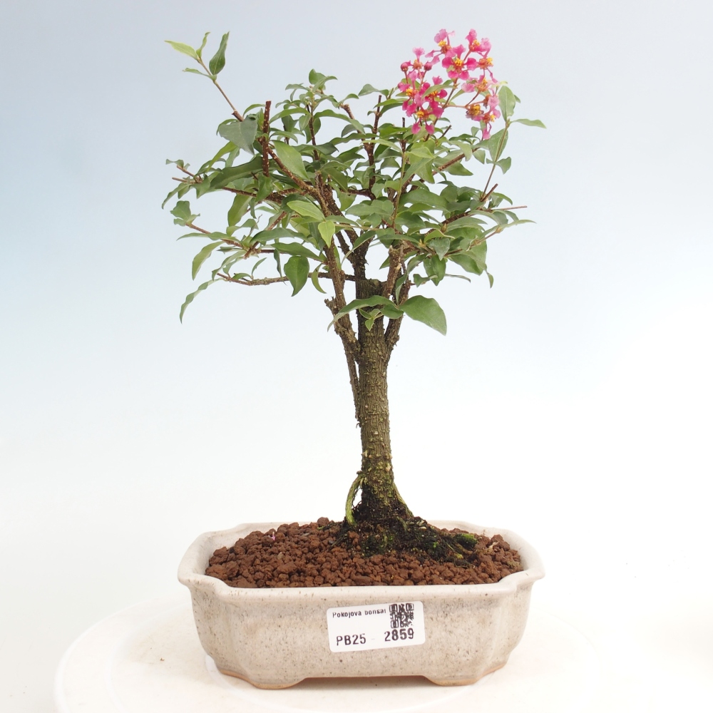 Bonsai pokojowe - Malpighia coccigera - Wiśnia Barbdorska