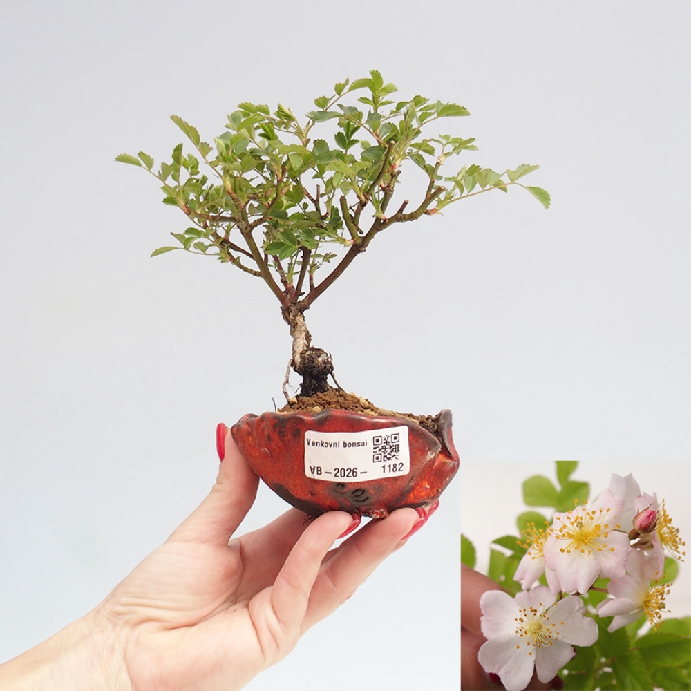 Outdoor bonsai - Rosa sp. - róża drobnokwiatowa