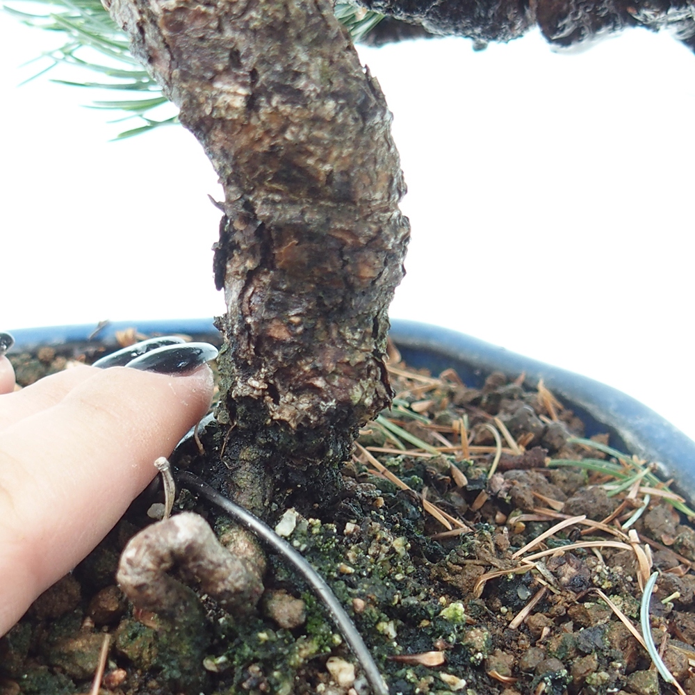 Outdoor bonsai - Pinus parviflora - Mała sosna