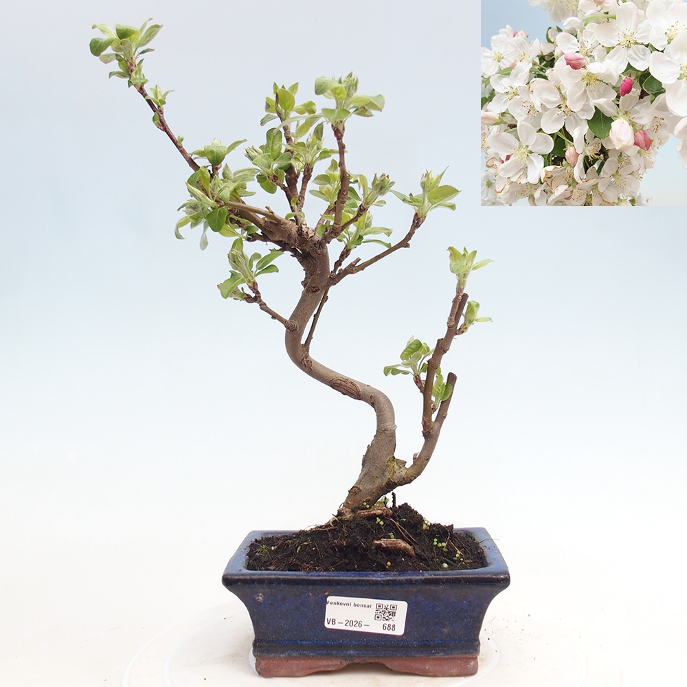 Outdoor bonsai - Malus halliana - Jabłoń drobnoowocowa