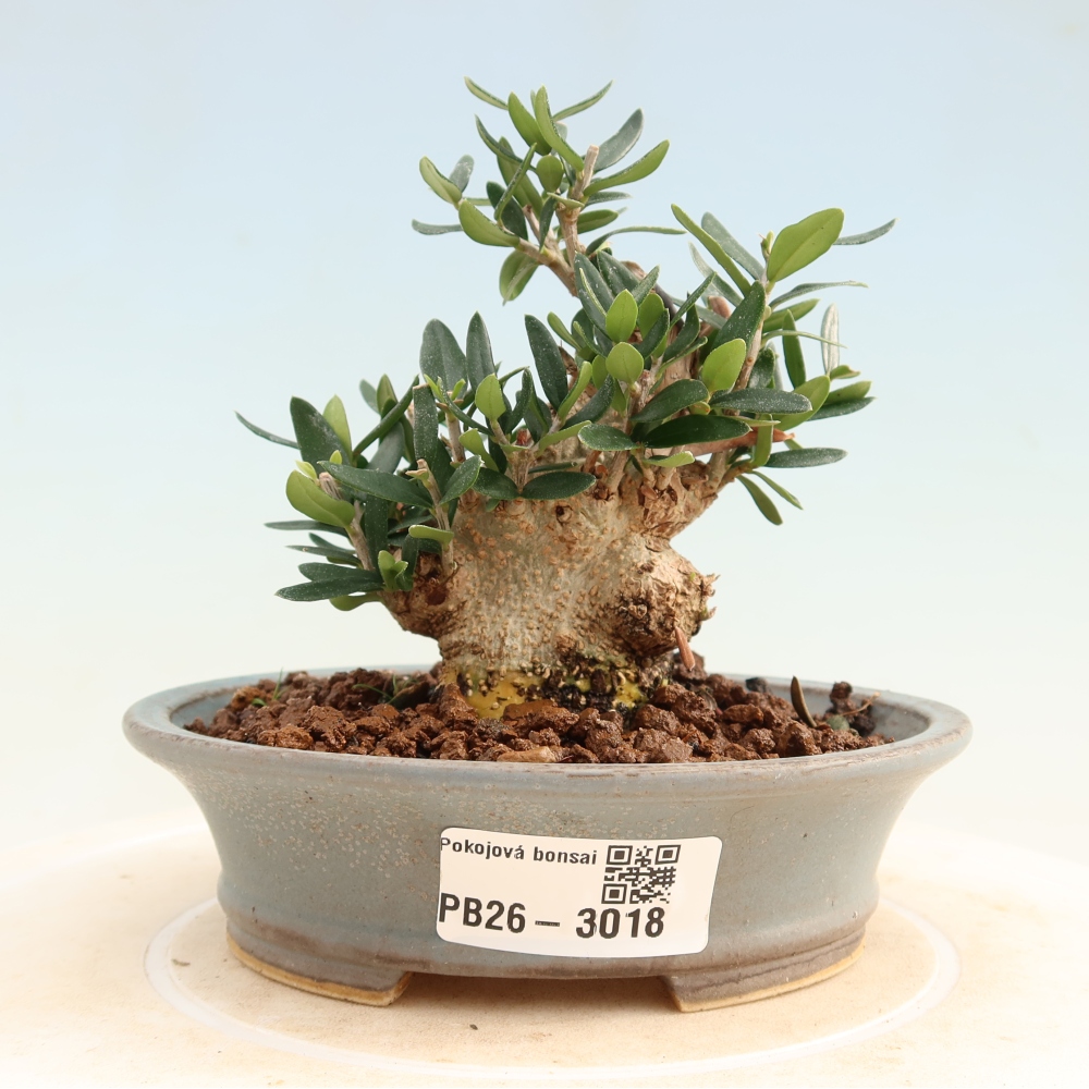 Bonsai do wnętrz - Olea europaea sylvestris