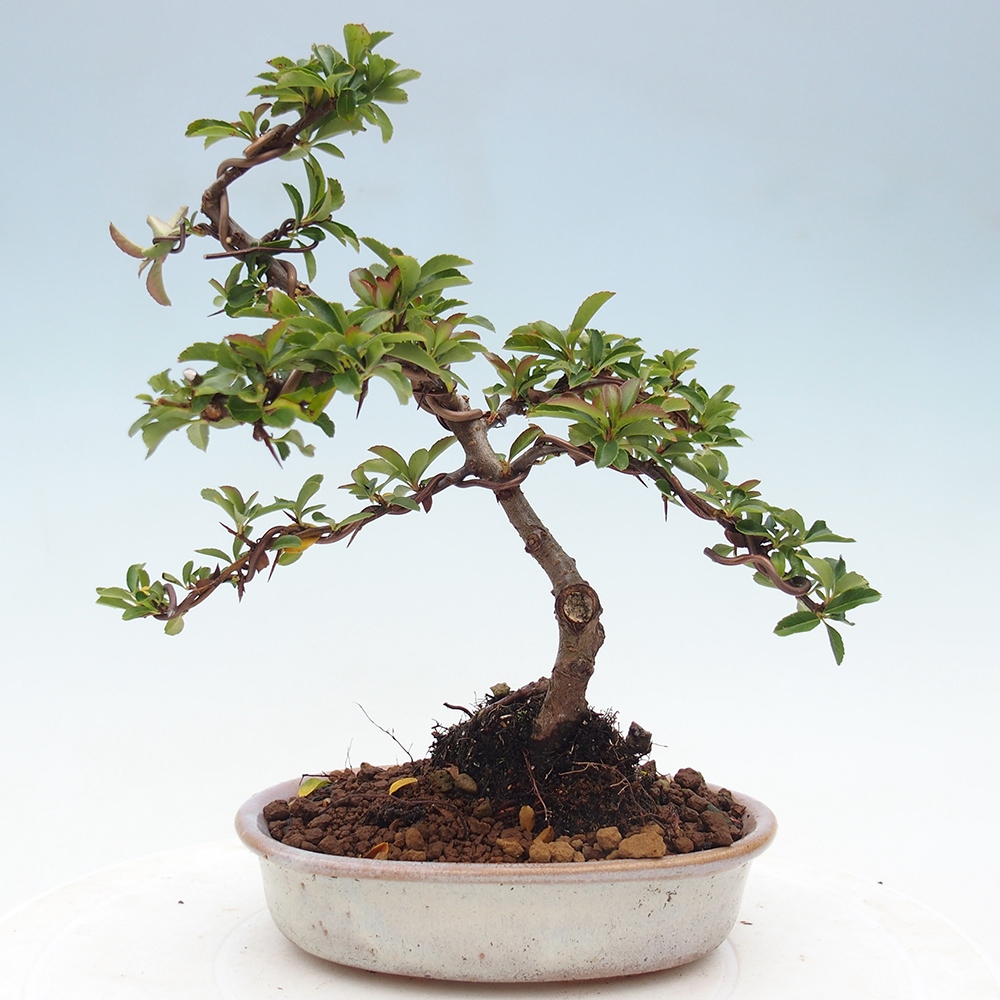 Outdoor bonsai-Pyracantha Teton -Hlox
