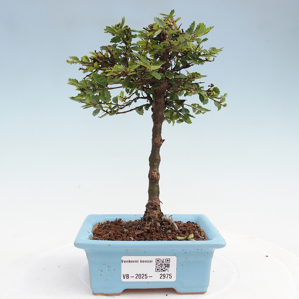 Bonsai zewnętrzne - Ulmus parvifolia Sagei - Wiąz drobnolistny