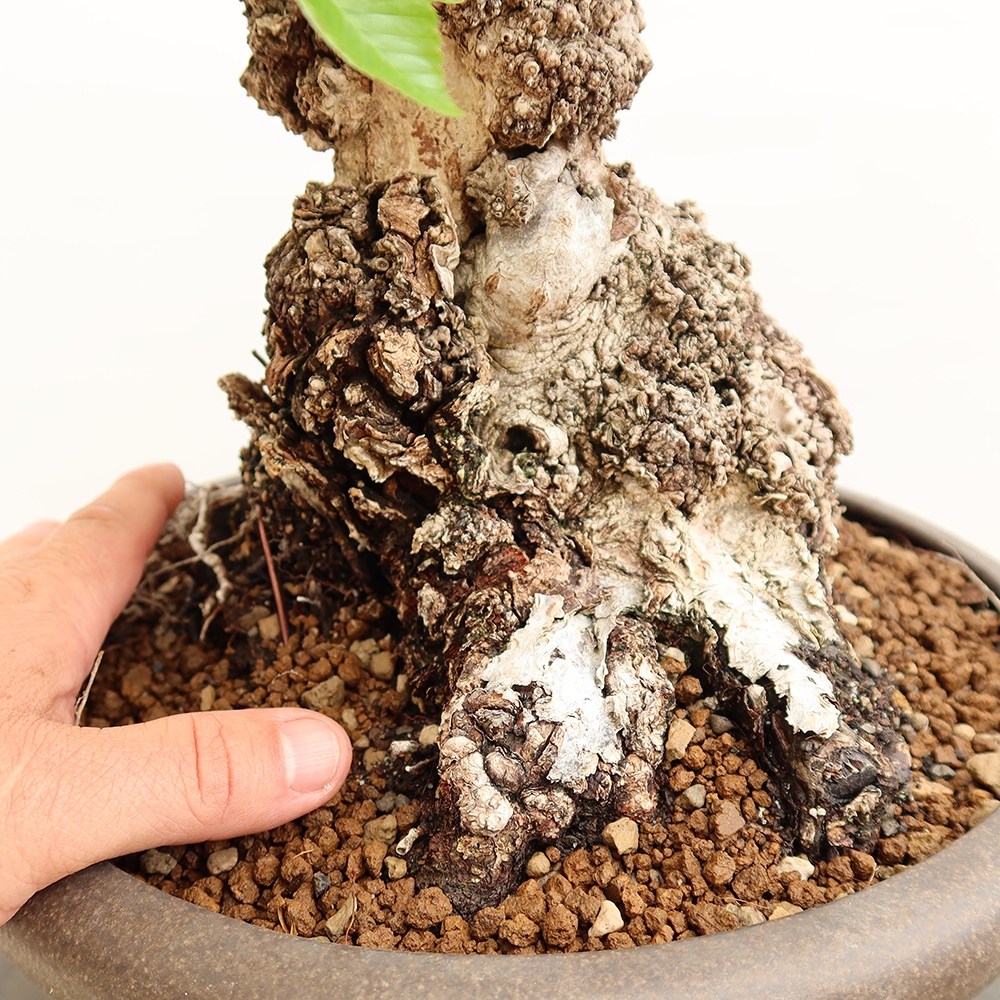 Bonsai plenerowe - Carpinus Coreana - grab koreański