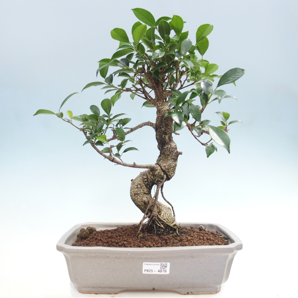 Pokój bonsai - Ficus kimmen - figowiec drobnolistny