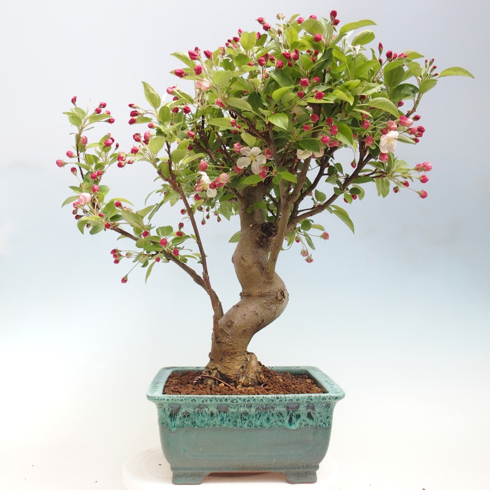 Outdoor bonsai - Malus halliana - Jabłoń drobnoowocowa