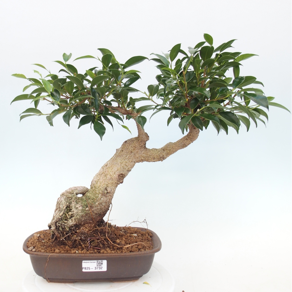 Pokój bonsai - Ficus kimmen - figowiec drobnolistny