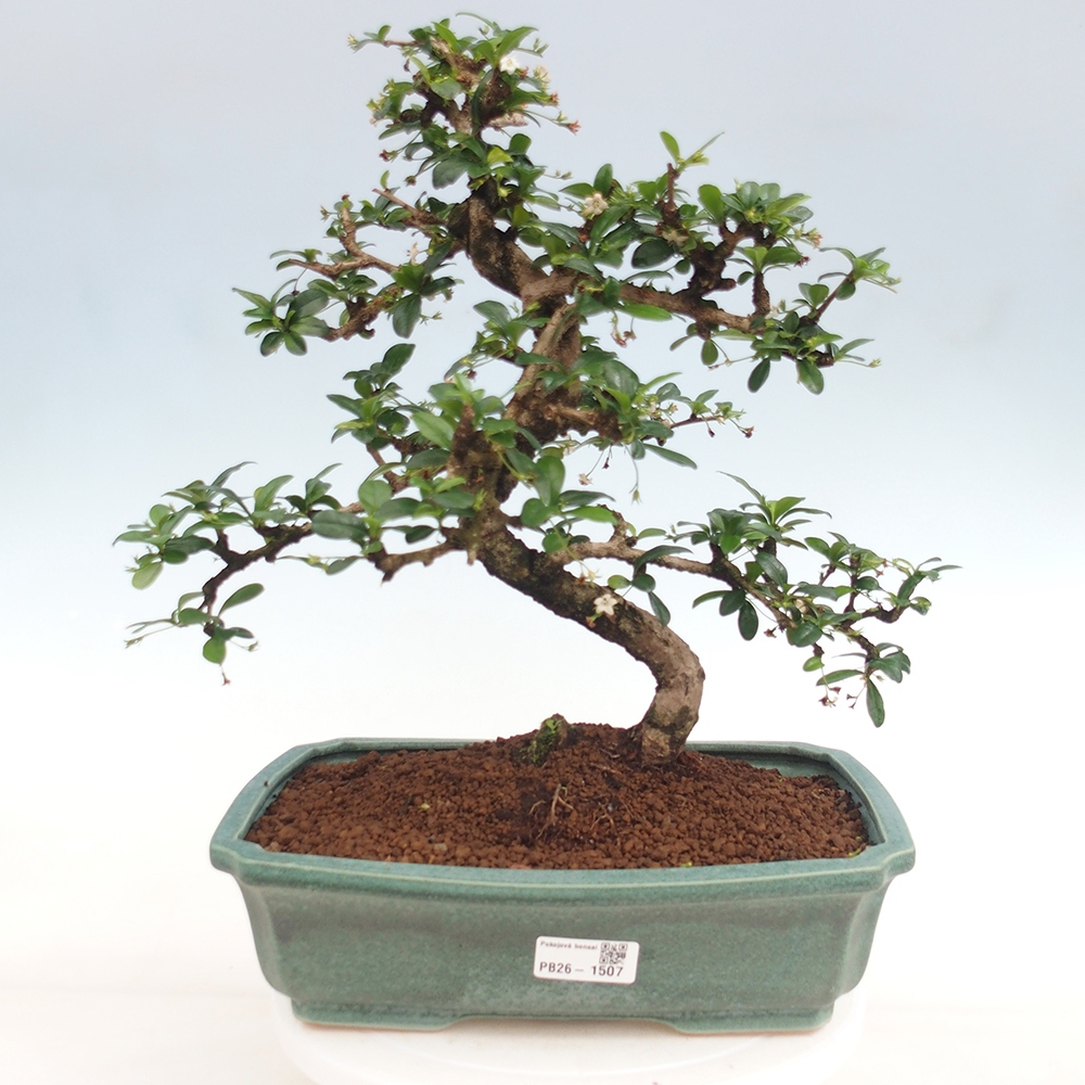 Bonsai pokojowe - Carmona macrophylla - Tea fuki