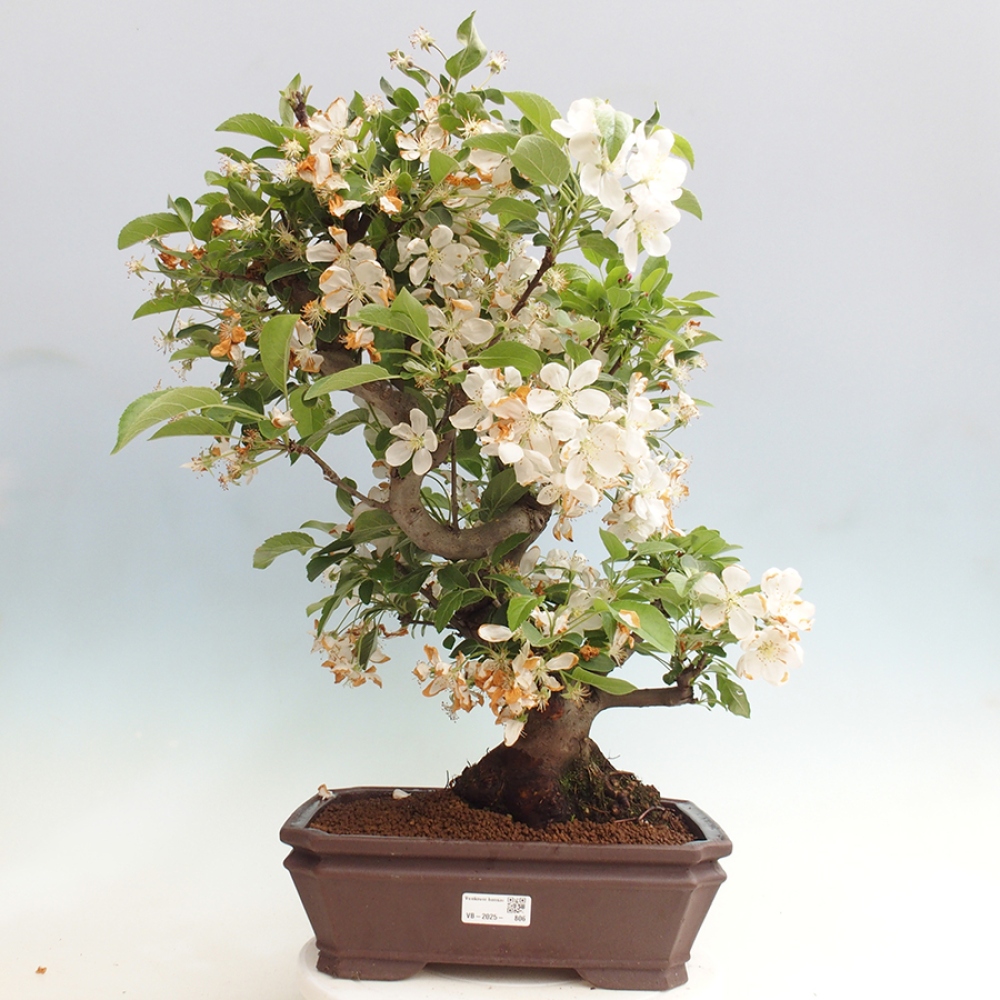 Bonsai plenerowe - Malus Halliana - Jabłoń drobnoowocowa