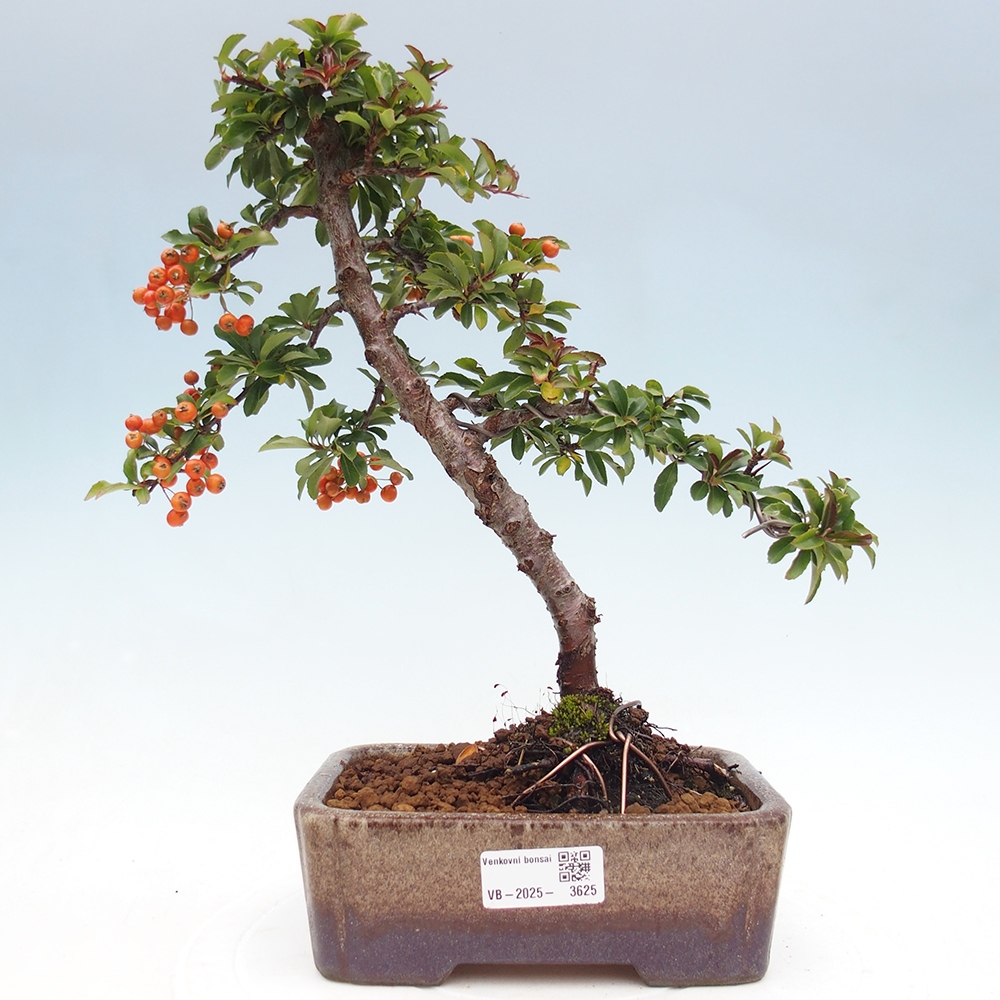 Outdoor Bonsai-Pyracanta Teton-Piekarnia