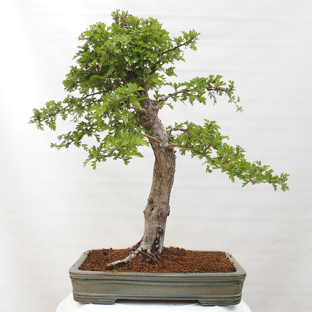 Bonsai zewnętrzne - Głóg - Crataegus monogyna