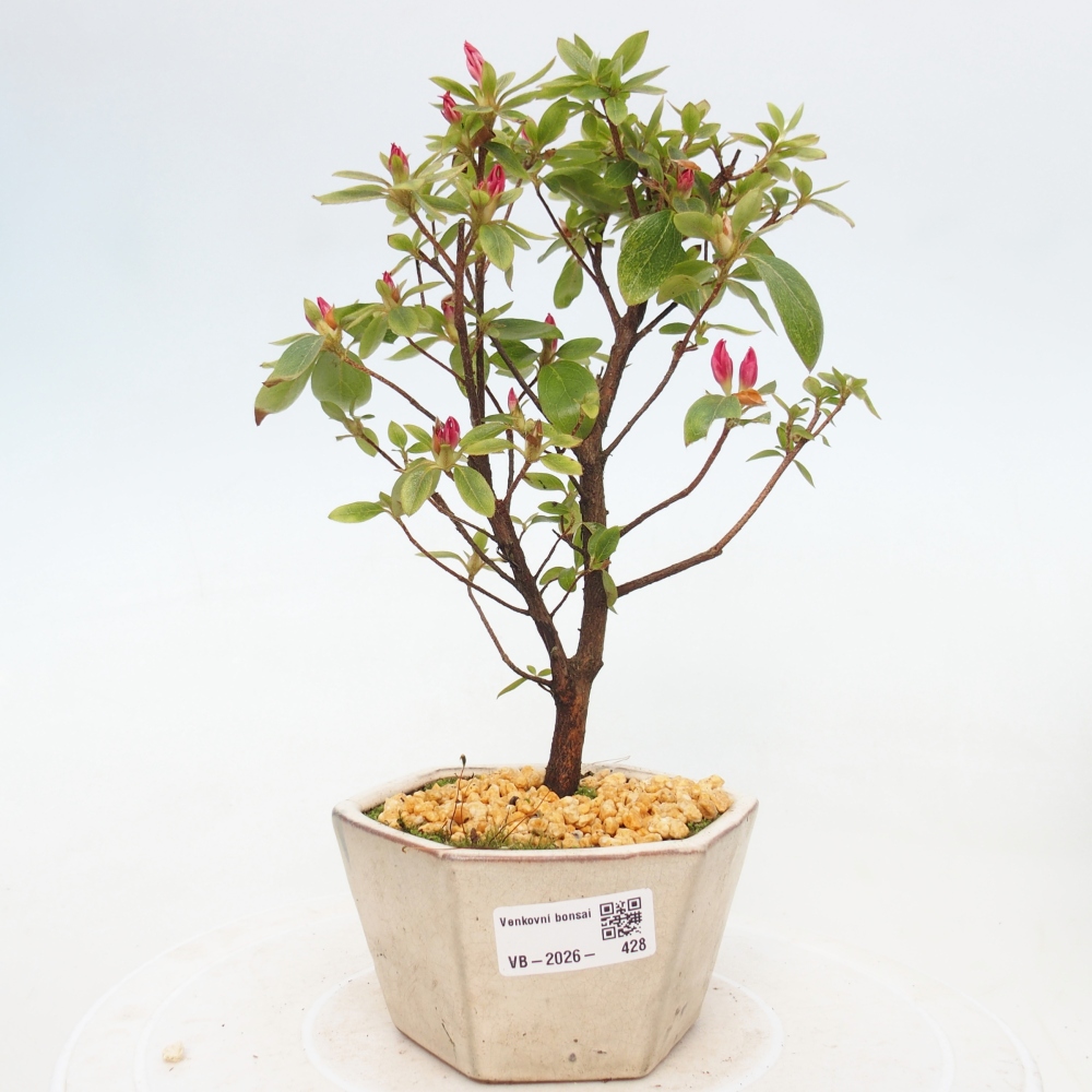 Outdoor bonsai - Azalia japońska - Azalea sp.