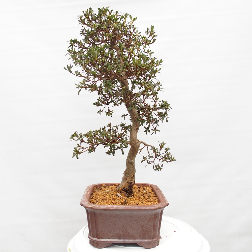 Bonsai zewnętrzne - Azalia japońska - Azalia satsuki