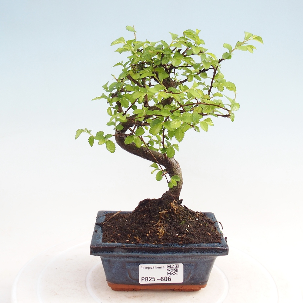 Bonsai wewnętrzne - Ulmus parvifolia - Wiąz drobnolistny