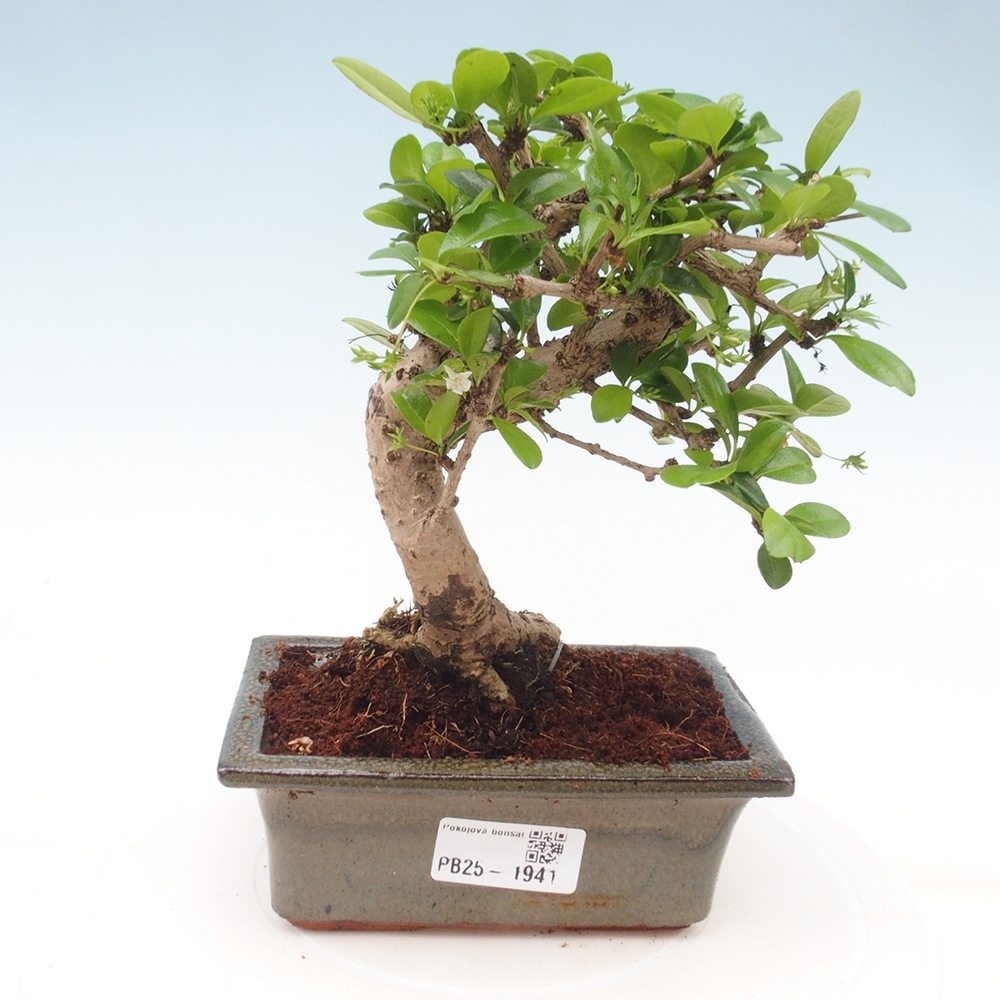 Bonsai wewnętrzne - Carmona makrophylla - Herbata Fuki