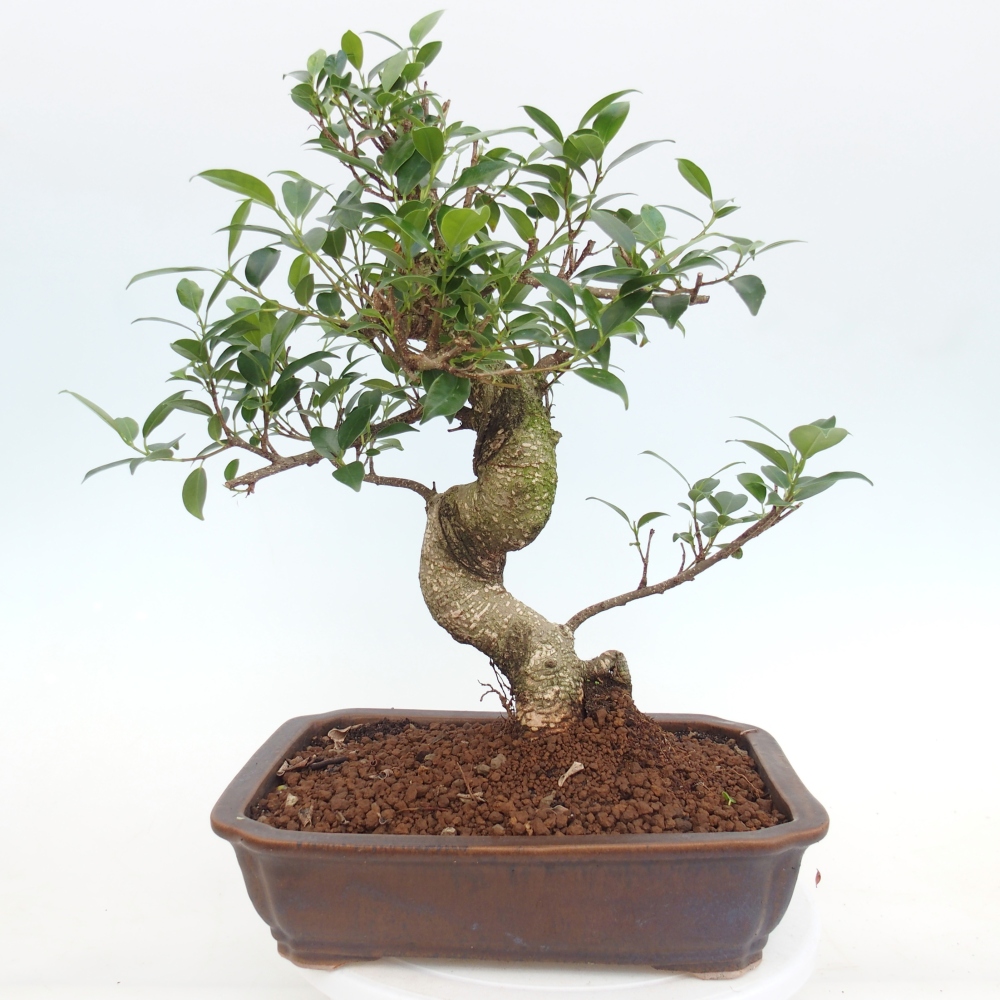 Pokój bonsai - Ficus kimmen - figowiec drobnolistny