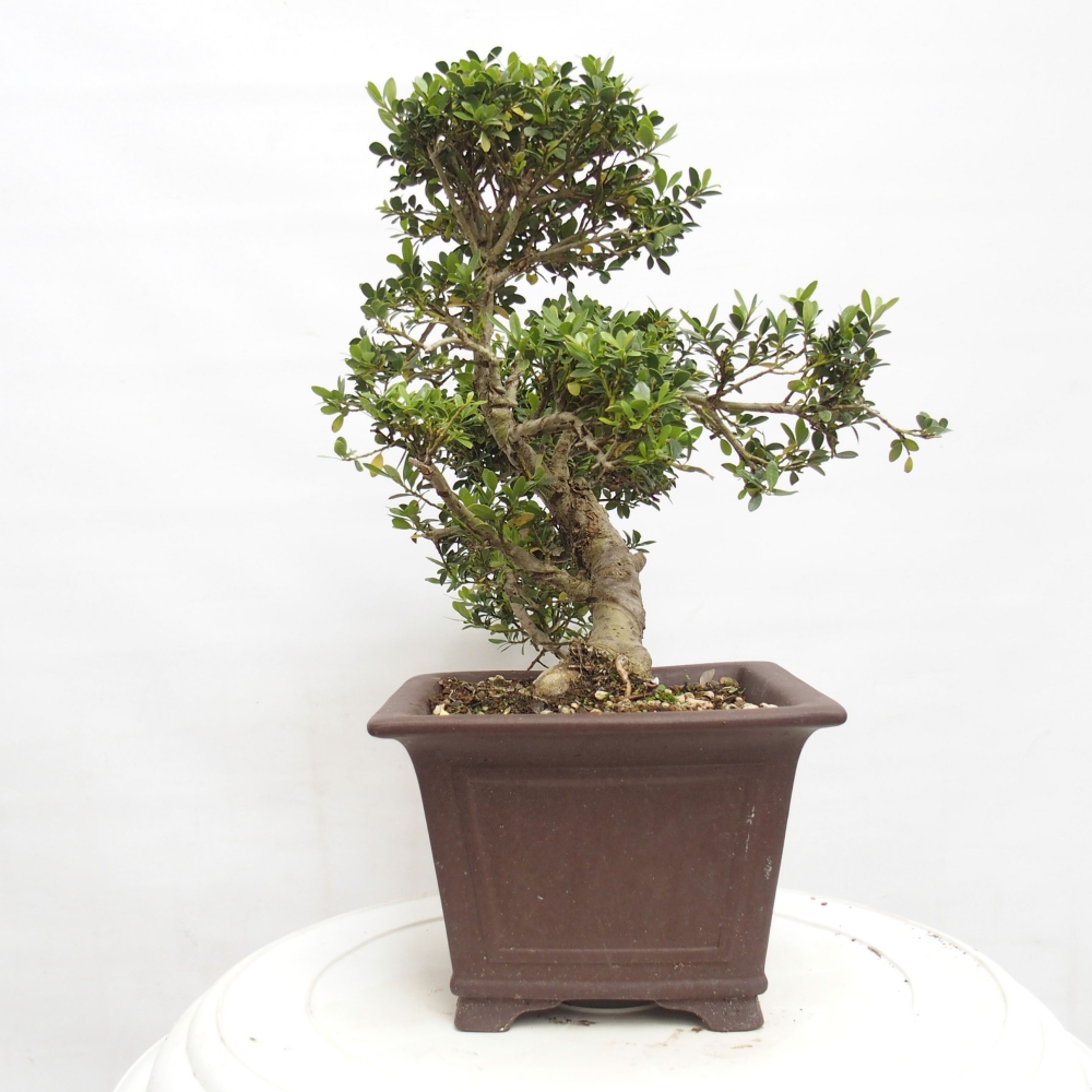 Kryty bonsai - Ilex crenata - Holly