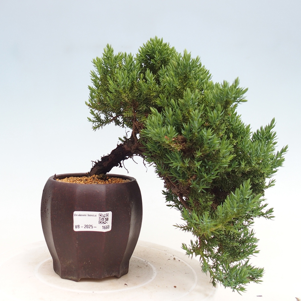 Plenerowe bonsai - Juniperus procumbens - Prostrate Juniper