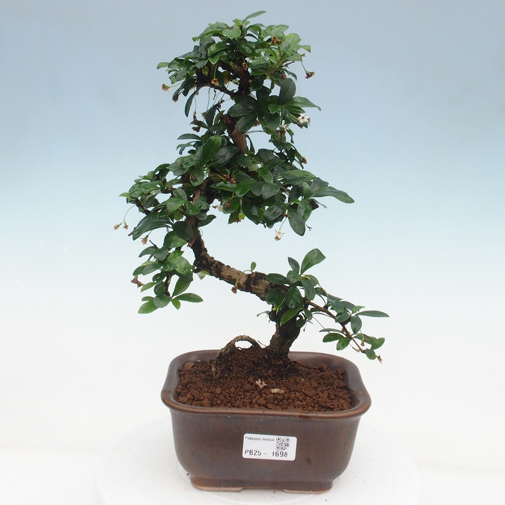 Pokój bonsai - Carmona macrophylla - Tea fuki