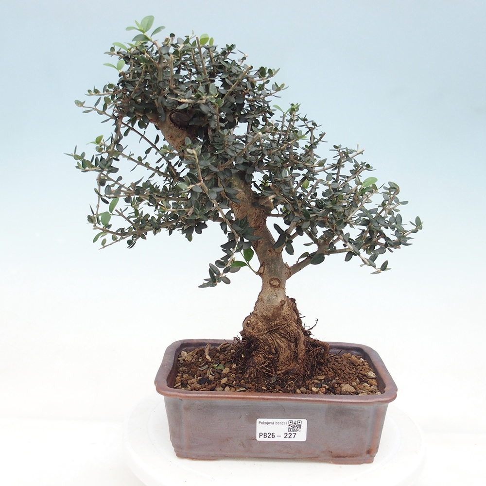 Bonsai do wnętrz - Olea europaea sylvestris