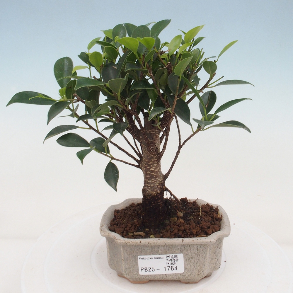 Pokojová bonsai - Ficus retusa - malolistý fíkus
