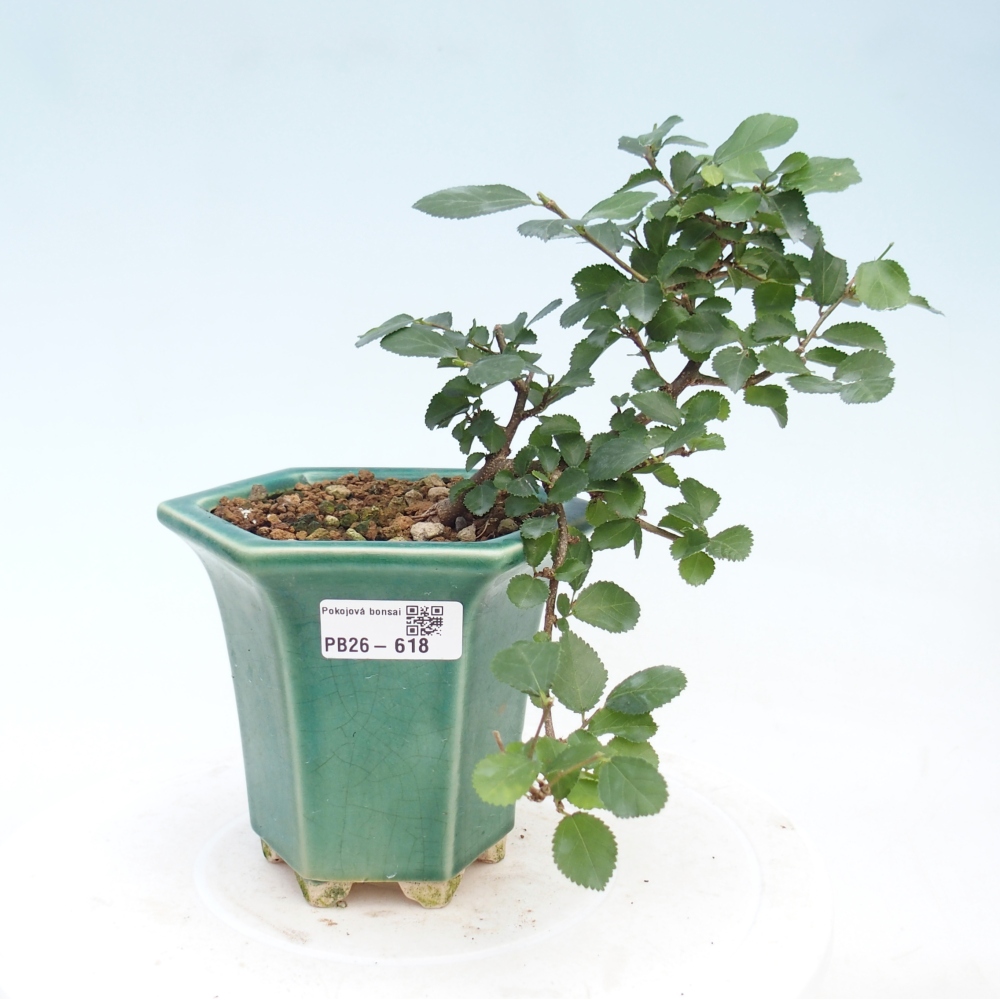 Indoor bonsai - Grewia occidentalis - Lawendowa rozgwiazda