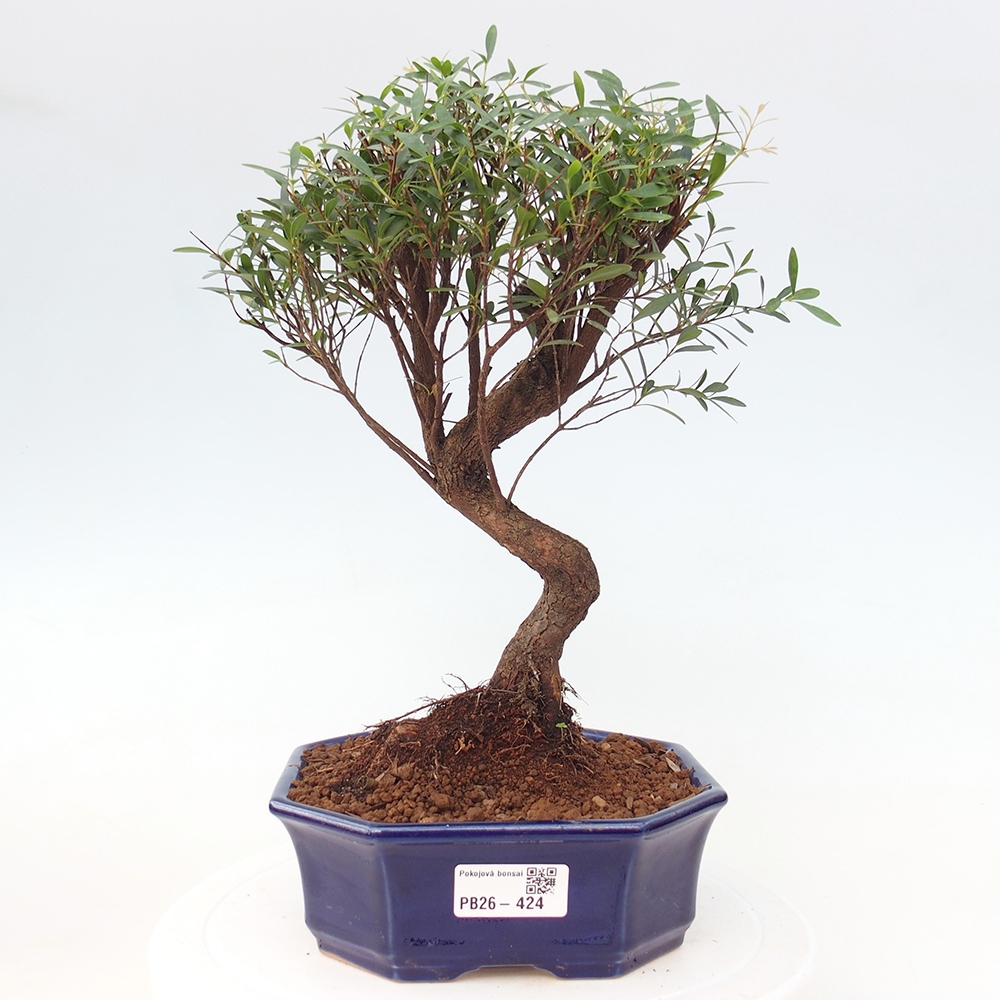 Pokój bonsai - Syzygium - Pimento