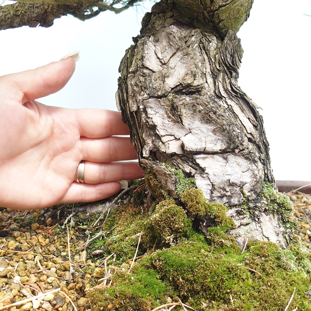 Outdoor bonsai - Pinus parviflora - Pinus parviflora