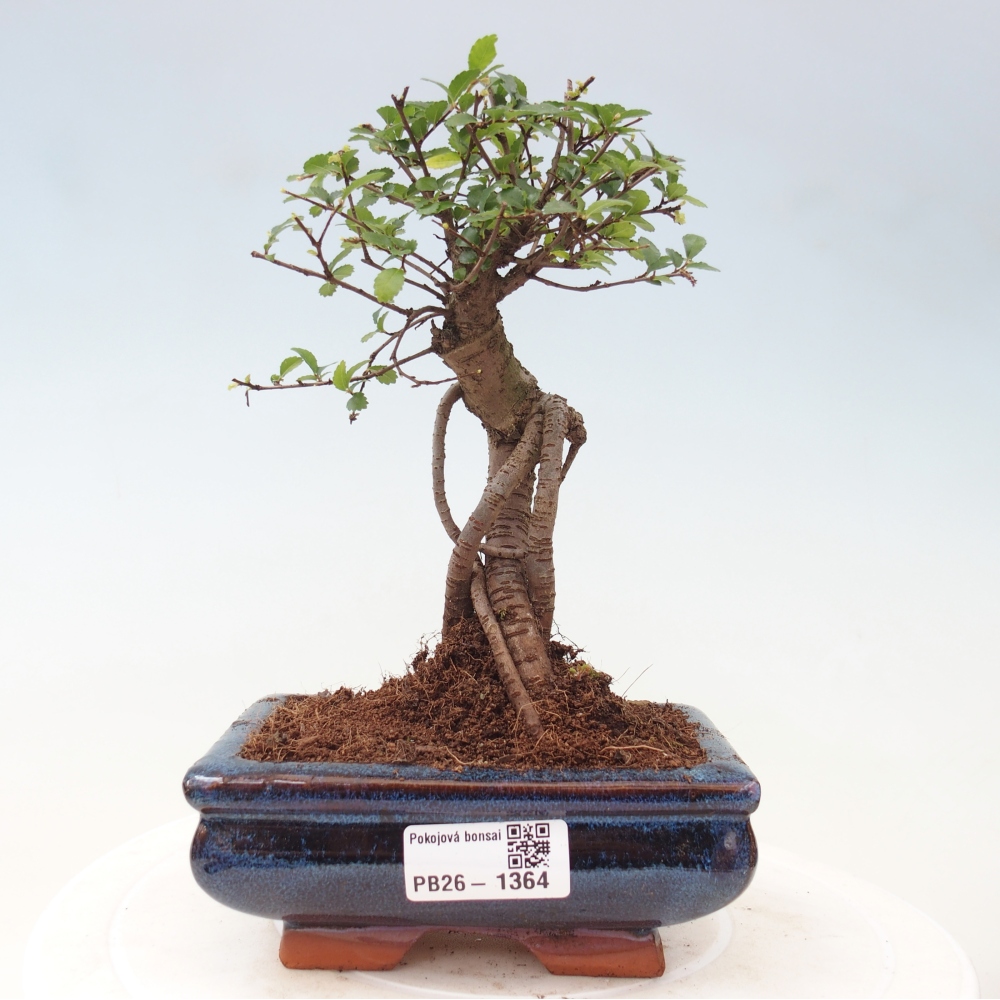 Pokój bonsai - Ulmus parvifolia - Wiąz drobnolistny