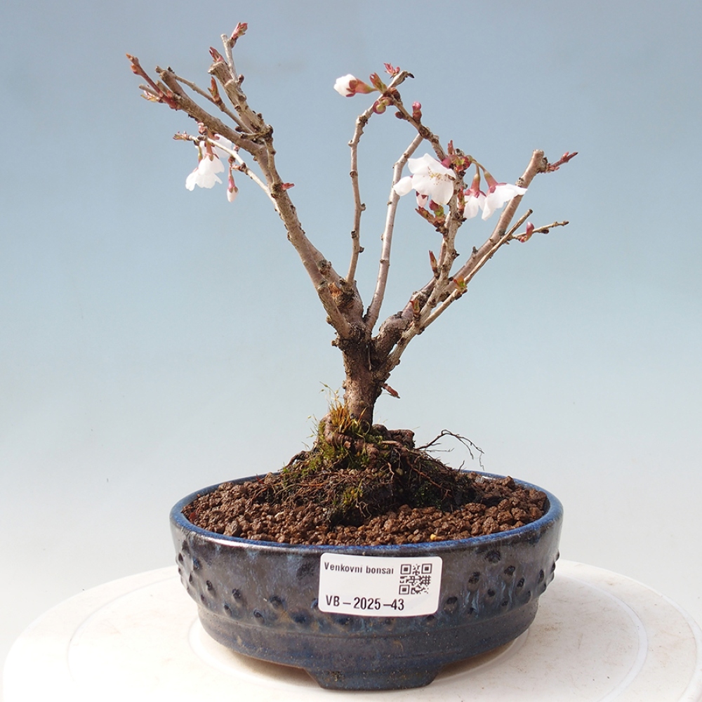 Bonsai zewnętrzne - Prunus incisa Kojou-no mai-cięcie śliwki