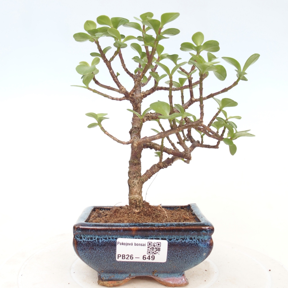 Pokój bonsai - Portulakaria Afra - Tlustice