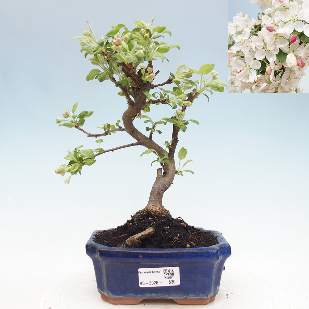 Outdoor bonsai - Malus halliana - Jabłoń drobnoowocowa