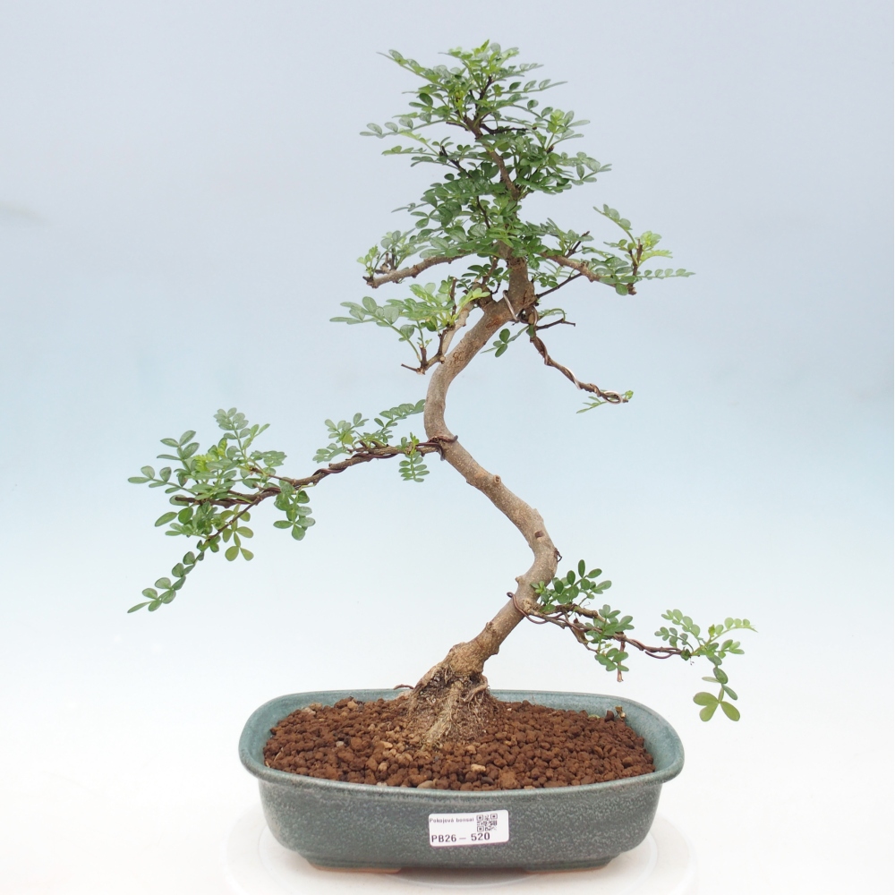 Pokój bonsai - Zantoxylum piperitum - drzewo pieprzowe