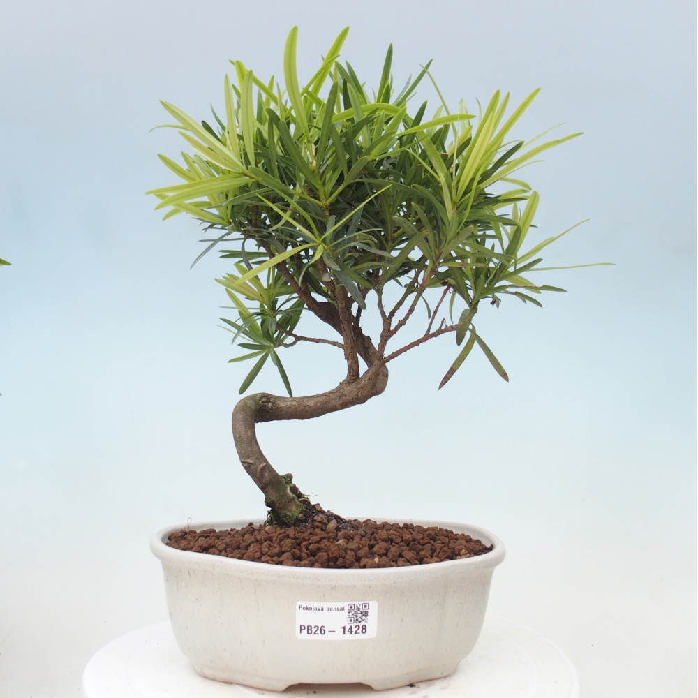 Pokój bonsai - Podocarpus - Kamienny cis
