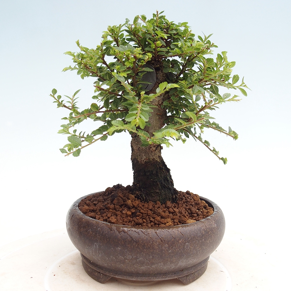 Bonsai zewnętrzne - Ulmus parvifolia Hokkaido - wiąz chiński