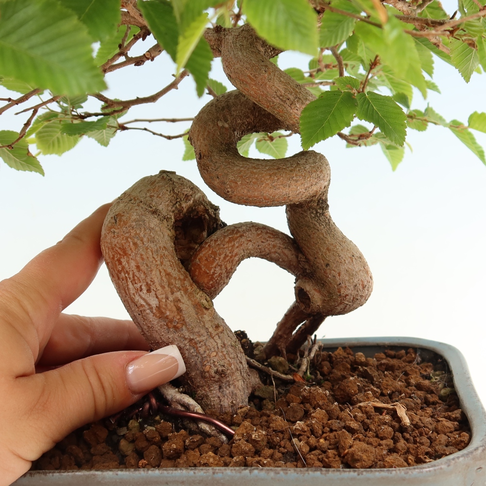 Outdoor bonsai - Carpinus coreana - grab koreański