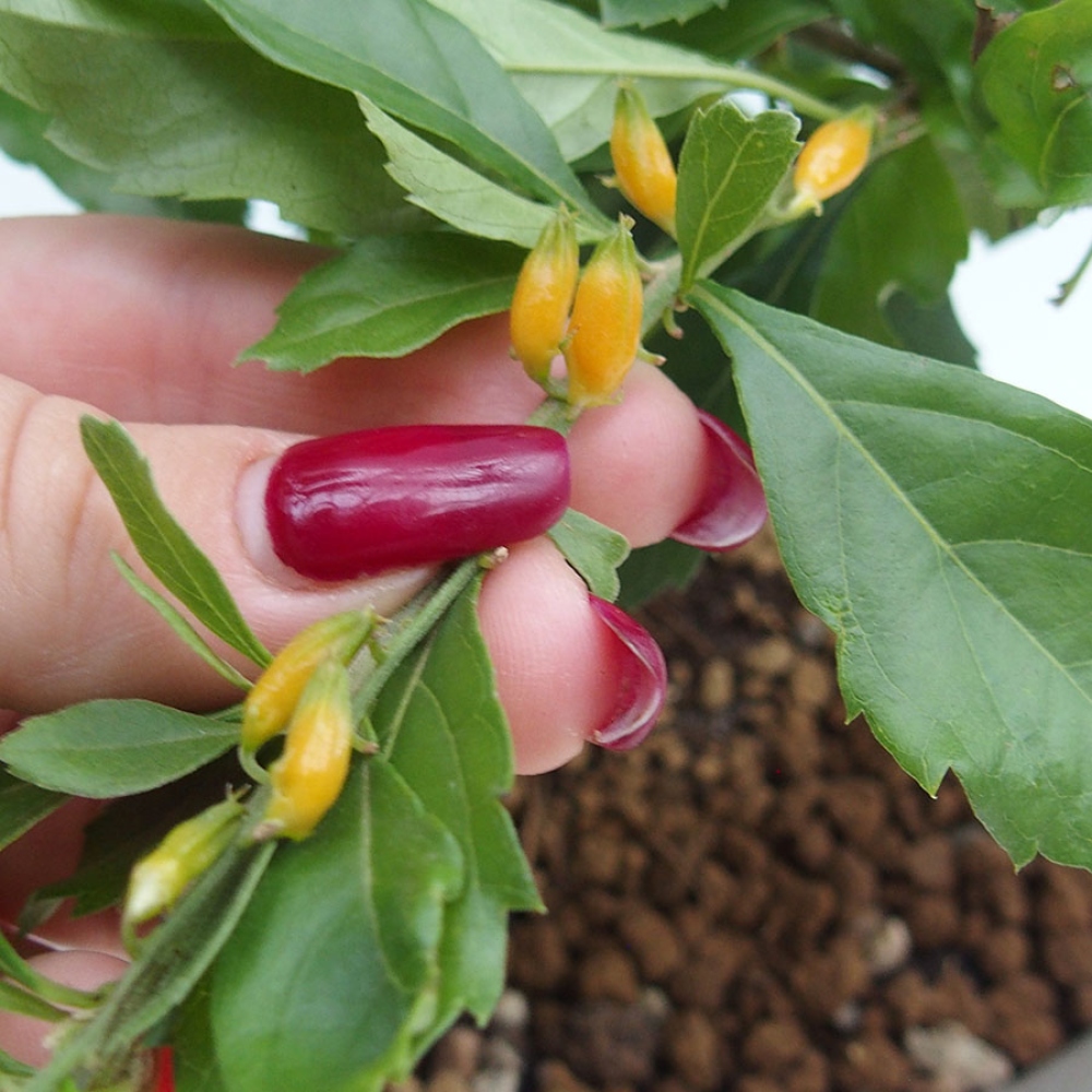 Bonsai pokojowe - Duranta repens -Duranta