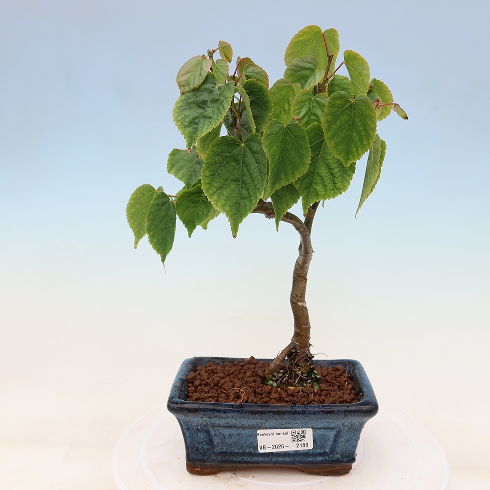 Bonsai ogrodowe – Lipa sercowata – Tilia cordata