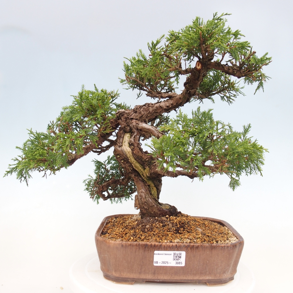 Outdoor bonsai - Juniperus chinensis Itoigawa - Jałowiec chiński