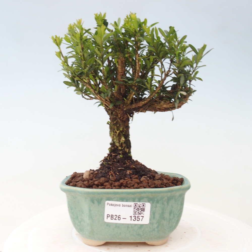 Pokój bonsai - Buxus harlandii - buxus korkowy