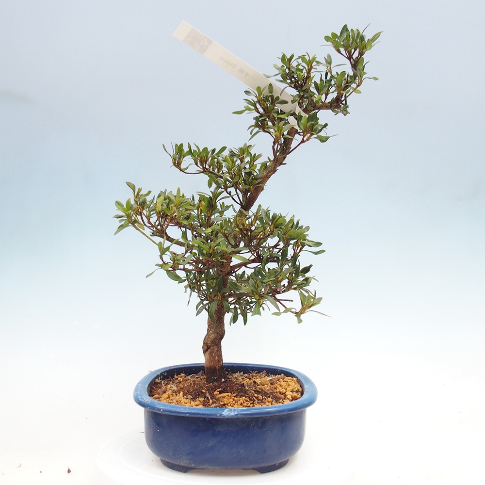 Bonsai zewnętrzne - Azalia japońska - Azalia CHIHIRO