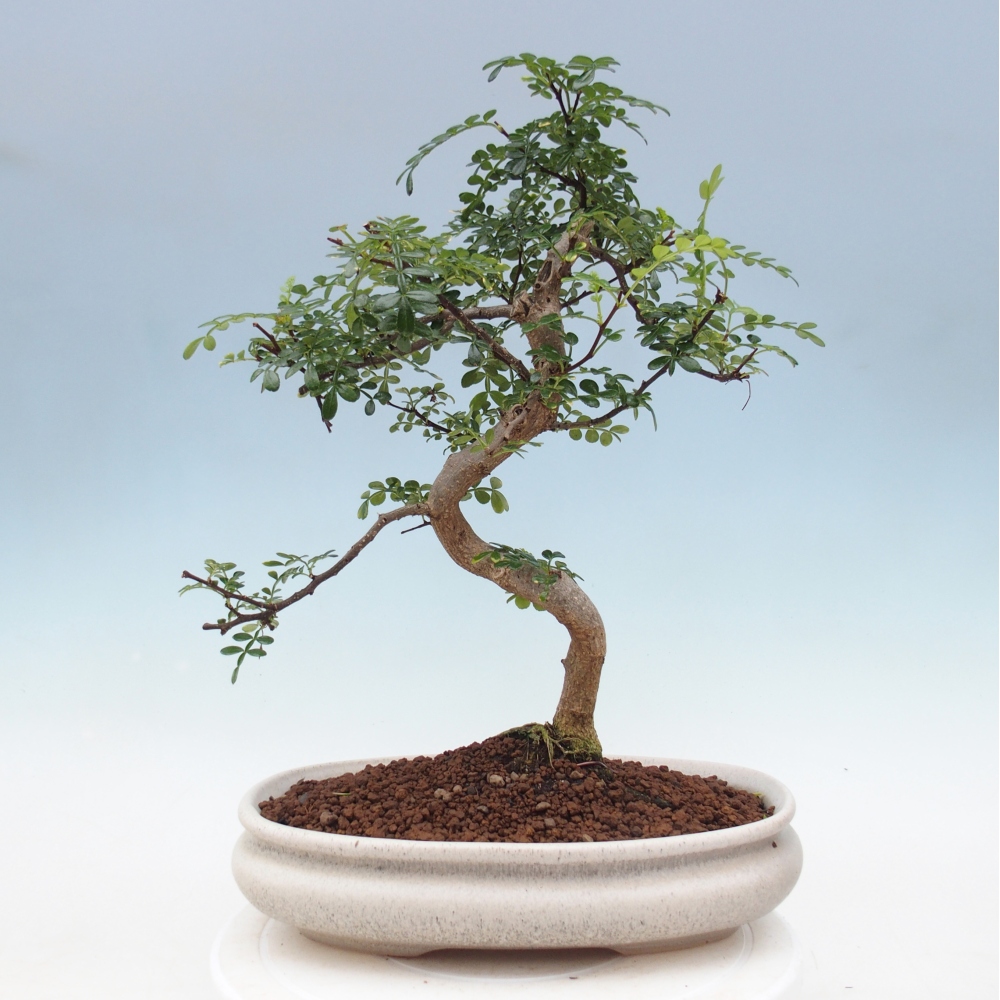 Pokój bonsai - Zantoxylum piperitum - drzewo pieprzowe
