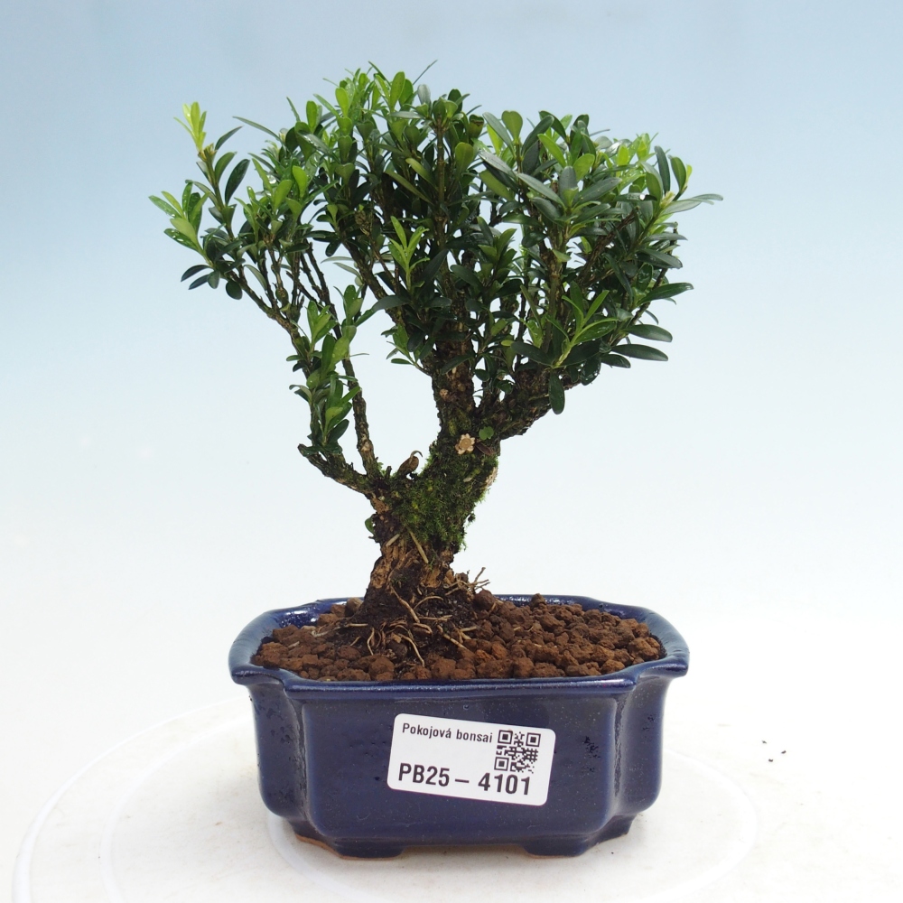 Pokój bonsai - Buxus harlandii - buxus korkowy