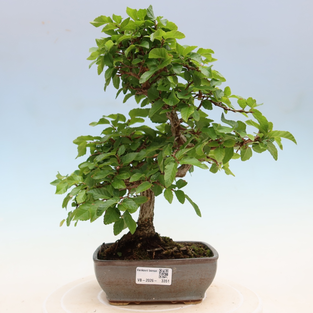 Outdoor bonsai - Carpinus coreana - grab koreański
