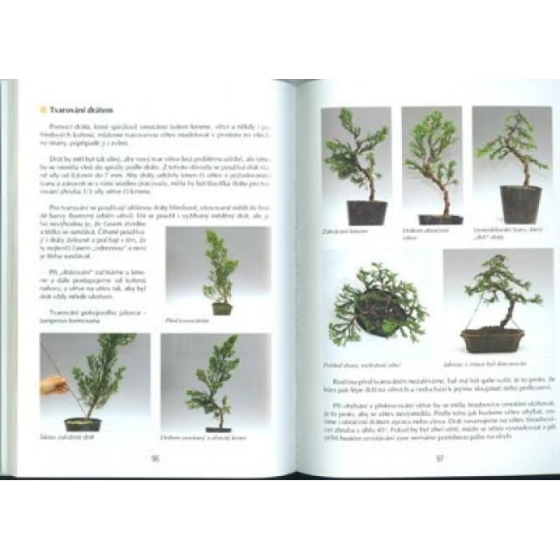 Księga bonsai nie tylko w domu panelowym